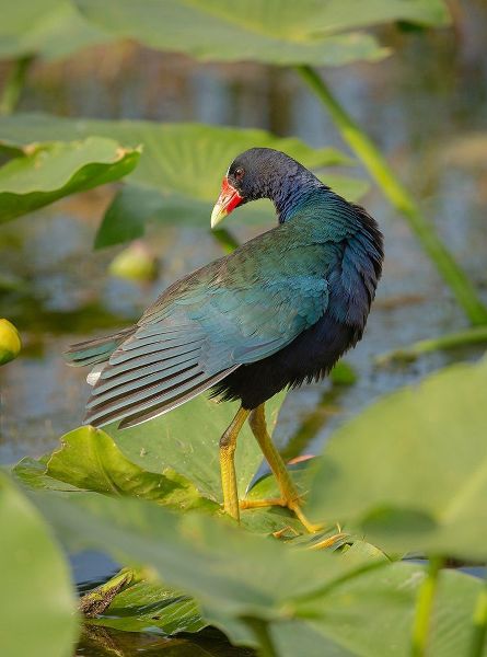 Purple gallinule-Arthur R Marshall Loxahatchee National Wildlife Refuge-Marsh Trail-Florida